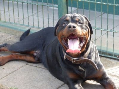 Rottweiler Unbekannt