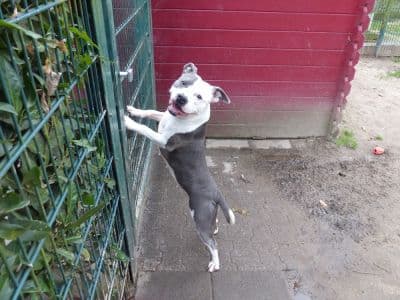 Unbekannt - Staffordshire Bullterrier - Bild 5