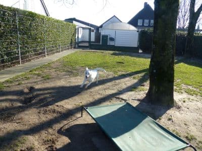 Toni - Labrador Retriever - Bild 9