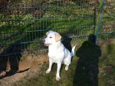 Toni - Labrador Retriever - Bild 3