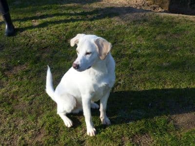 Toni - Labrador Retriever - Bild 2