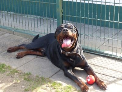 Unbekannt - Rottweiler - Bild 4