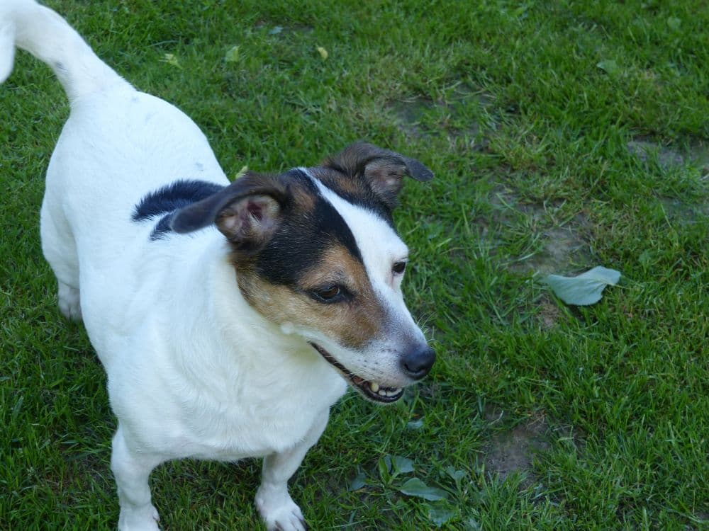 Unbekannt - Jack Russell Terrier - Bild 4