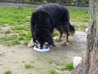 Hovawart-Mix Hovawartmix