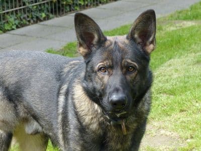 Tai - Deutscher Schäferhund - Bild 3