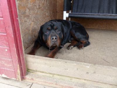 Unbekannt - Rottweiler - Bild 6