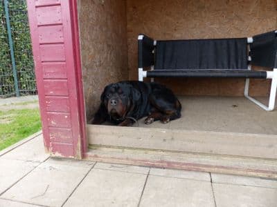 Unbekannt - Rottweiler - Bild 7