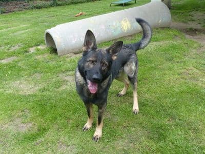 Tai - Deutscher Schäferhund - Bild 2