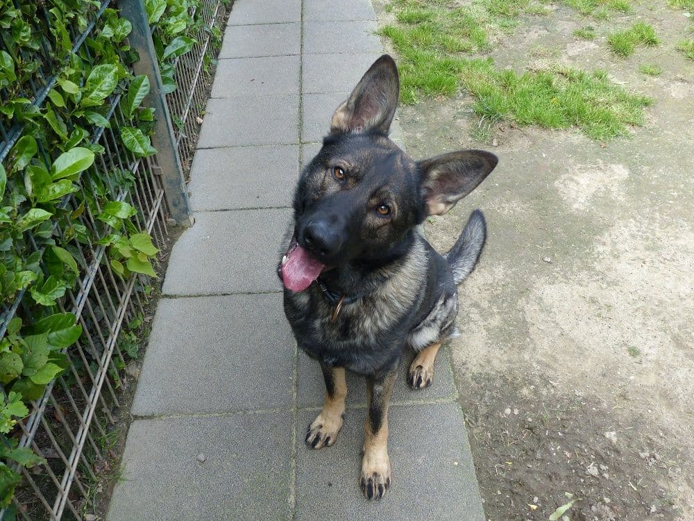 Tai - Deutscher Schäferhund - Bild 7