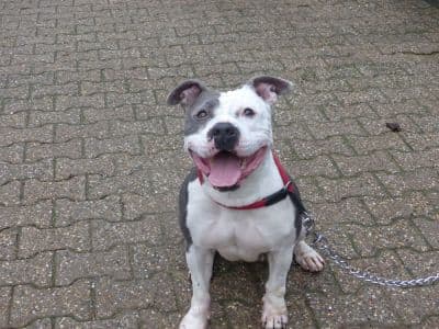 Unbekannt - Staffordshire Bullterrier - Bild 3
