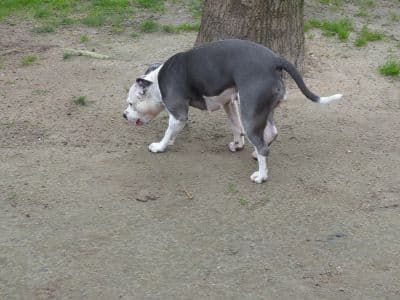 Unbekannt - Staffordshire Bullterrier - Bild 6