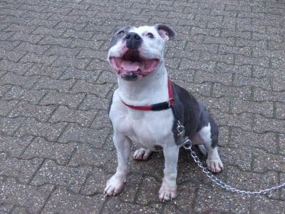 Unbekannt - Staffordshire Bullterrier - Bild 4