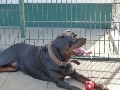 Unbekannt - Rottweiler - Bild 2