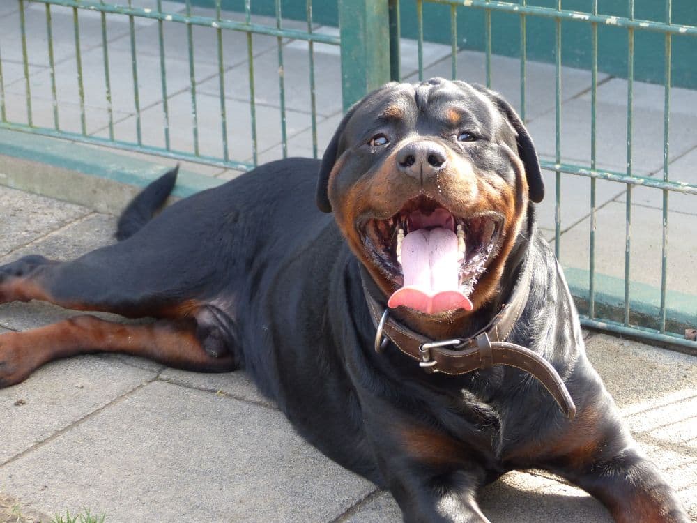 Unbekannt - Rottweiler - Bild 9