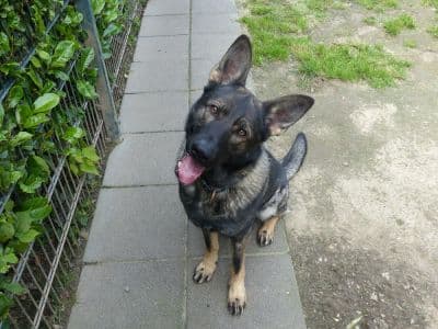 Deutscher Schäferhund Tai