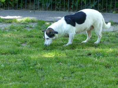 Unbekannt - Jack Russell Terrier - Bild 3