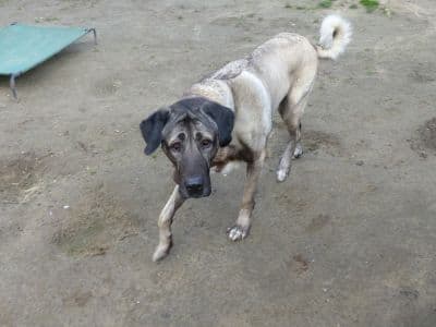 Kangal-Hirtenhund-Mix Pascha