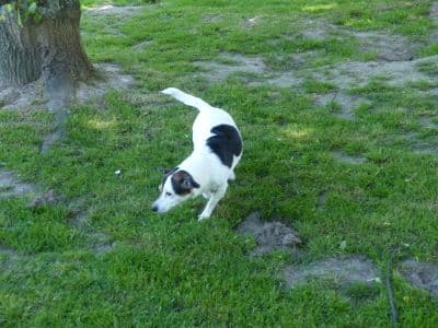 Unbekannt - Jack Russell Terrier - Bild 2
