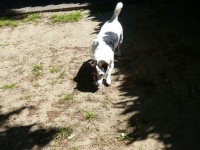 Unbekannt - Jack Russell Terrier - Bild 8