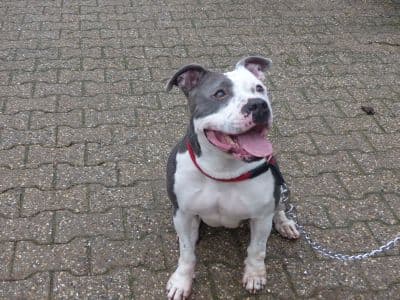 Unbekannt - Staffordshire Bullterrier - Bild 2