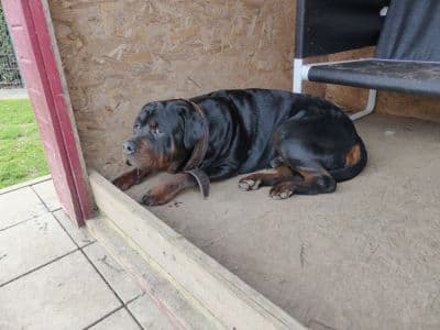 Unbekannt - Rottweiler - Bild 5