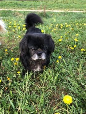 Chief - Deutscher Boxer - Bild 6