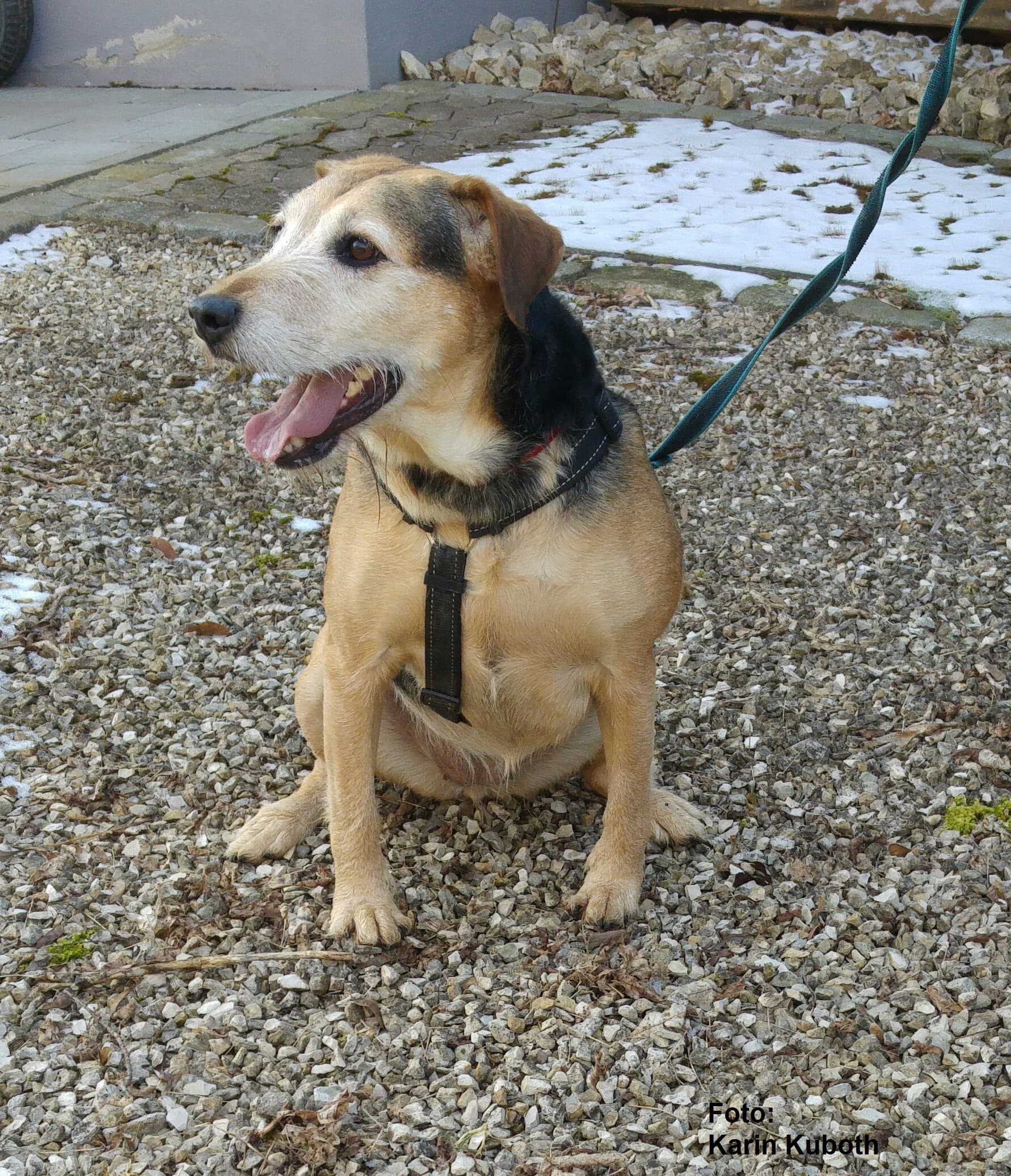 Mia - Deutscher Boxer - Bild 4