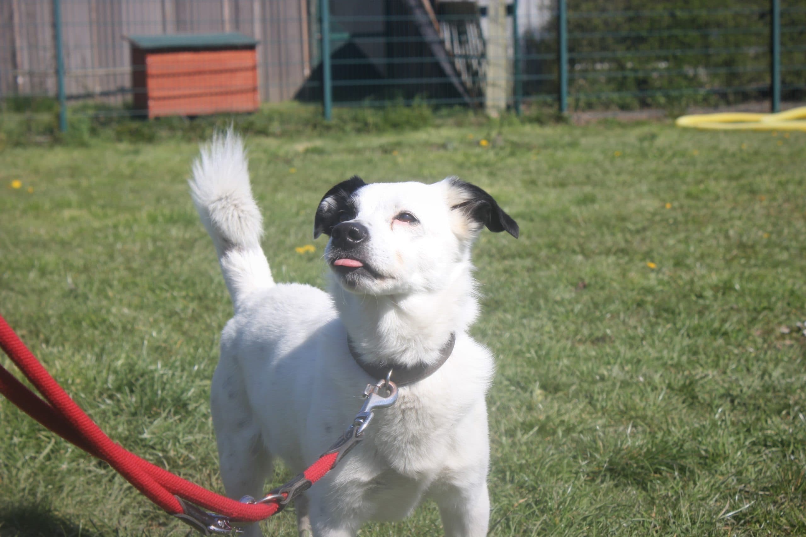 Jack-russel mix - Jack Russell Terrier - Bild 3