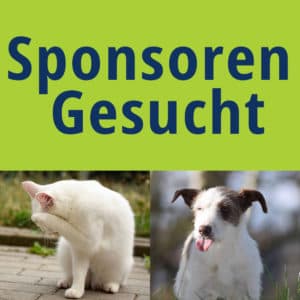 Samira - Rottweiler - Bild 6