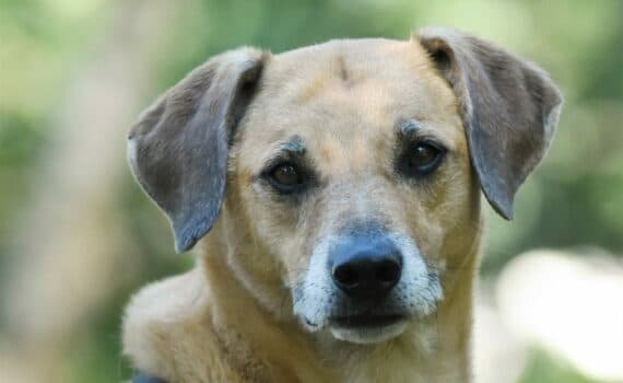 Samira - Rottweiler - Bild 8