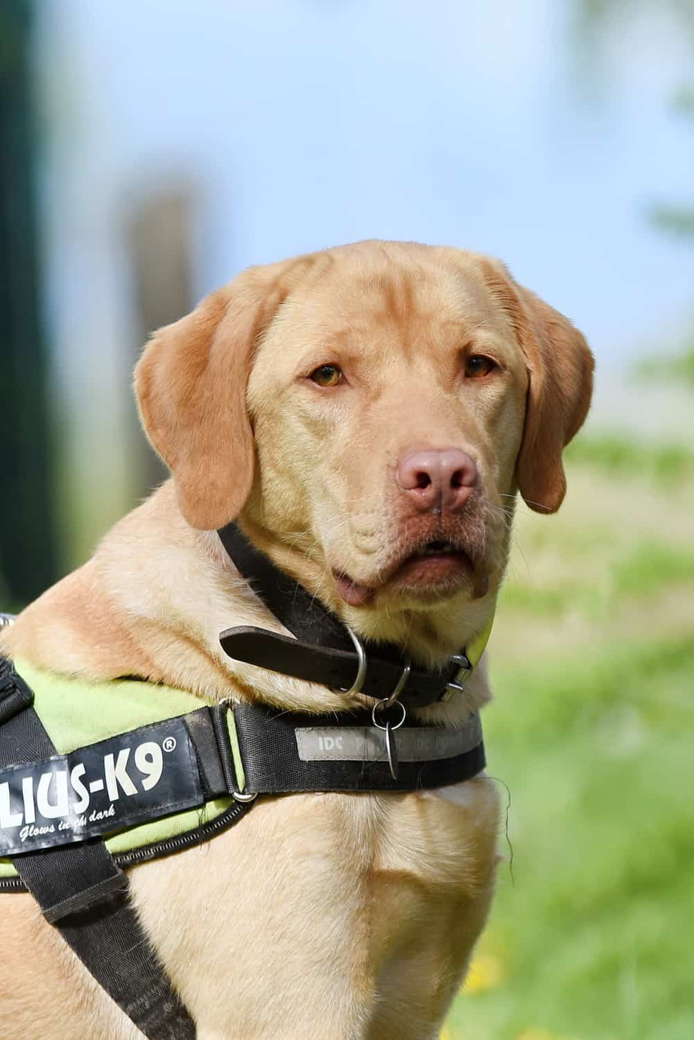 Balou - Deutscher Schäferhund, Labrador Retriever - Bild 8