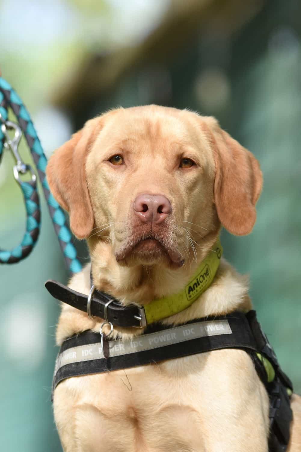 Balou - Deutscher Schäferhund, Labrador Retriever - Bild 9