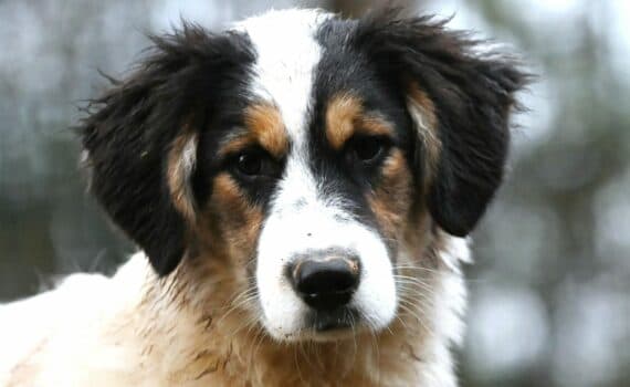 Elea - Deutsche Dogge - Bild 4