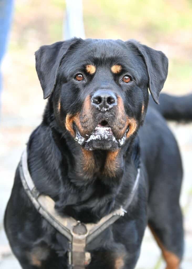 Mara - Rottweiler - Bild 7