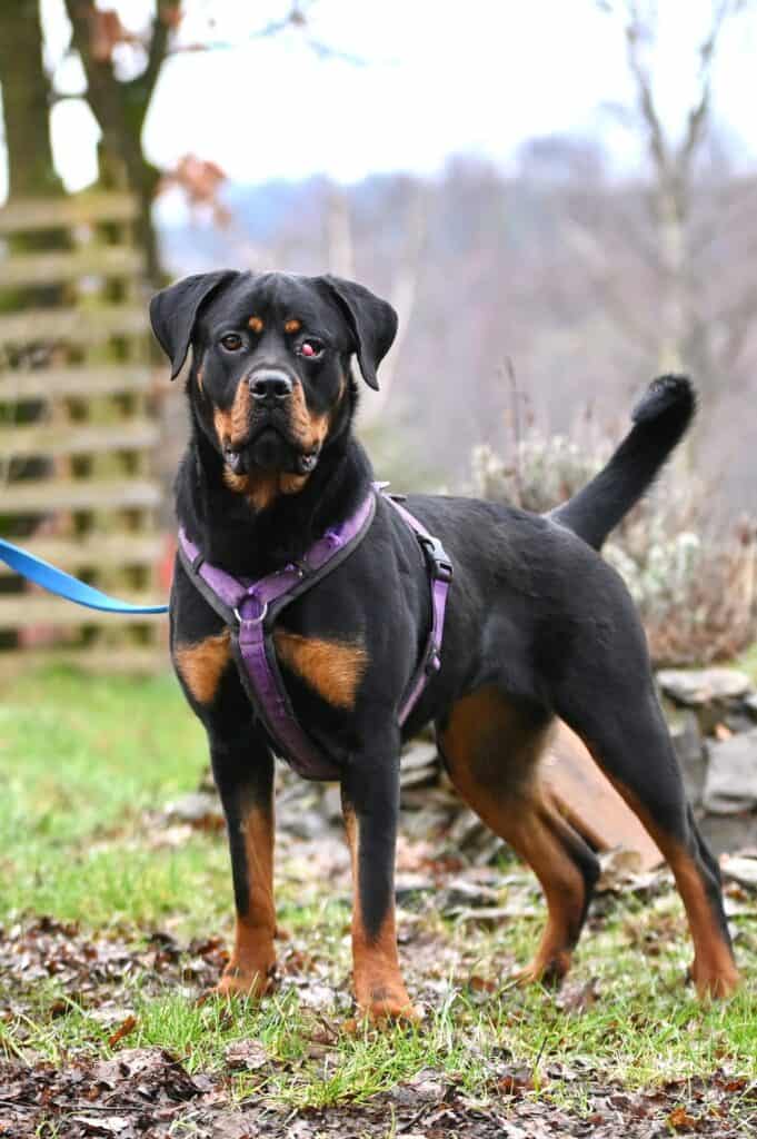 Samira - Rottweiler - Bild 7