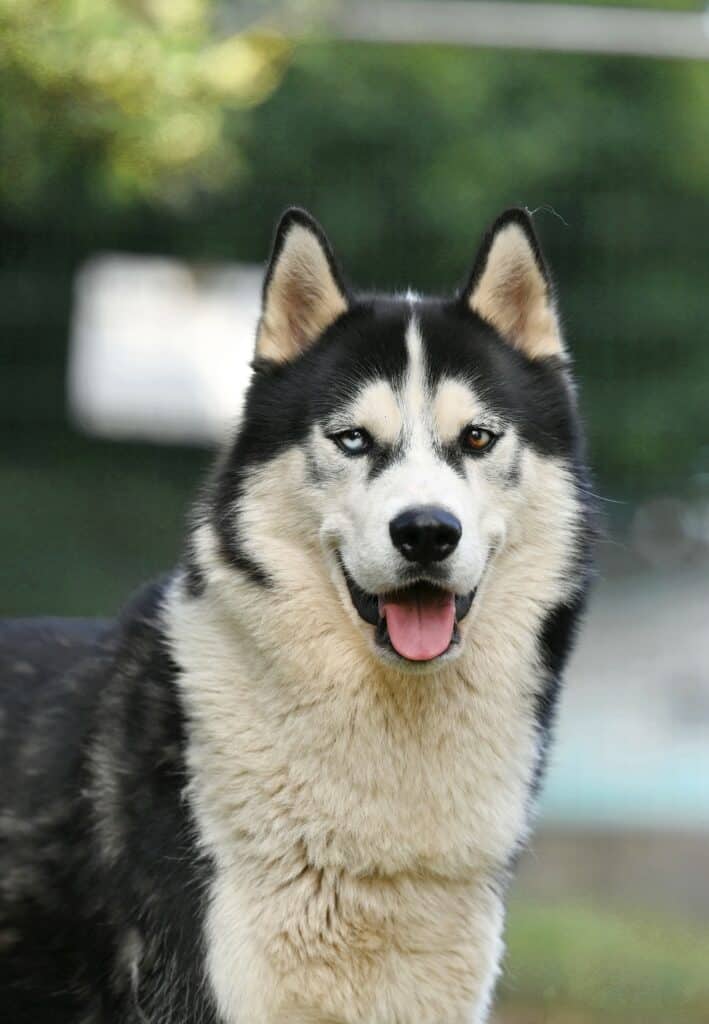 Gismo - Siberian Husky - Bild 7