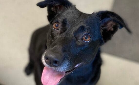 Elea - Deutsche Dogge - Bild 3