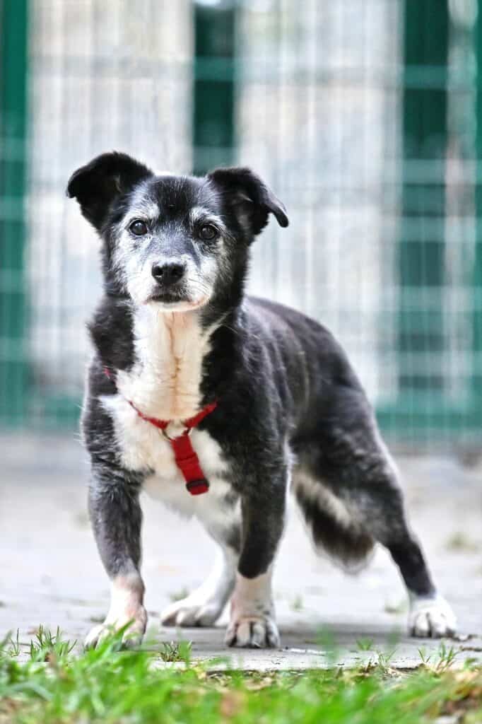 Clio - Rottweiler - Bild 8