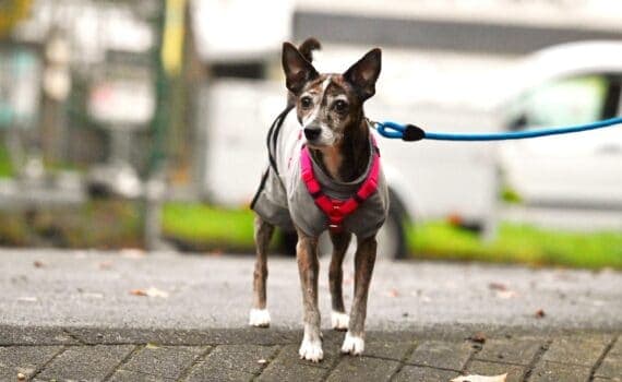 Sebastian - - Bild 3