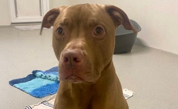 Dogo Argentino Pünktchen