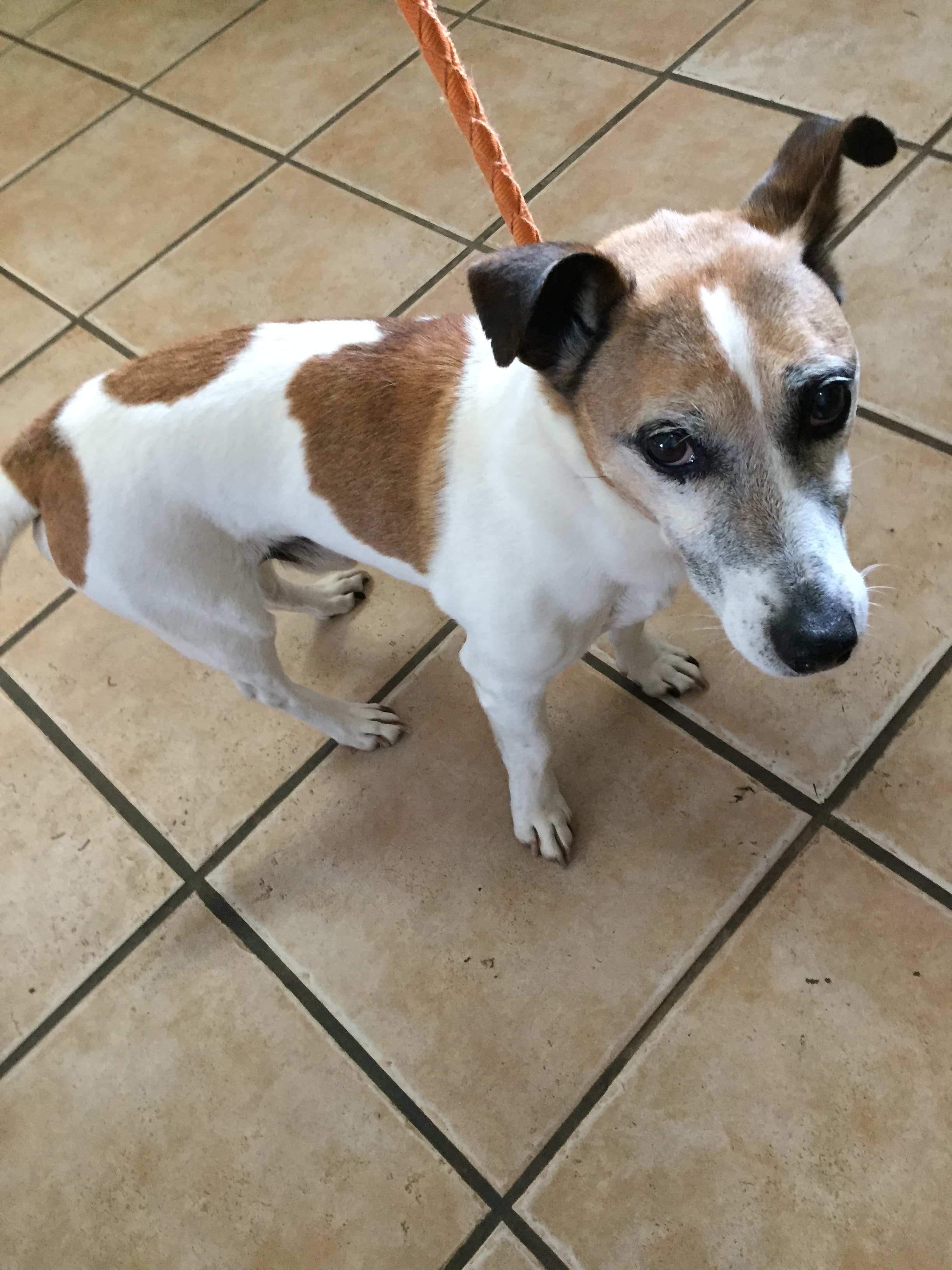 Jack Russell Terrier Jack