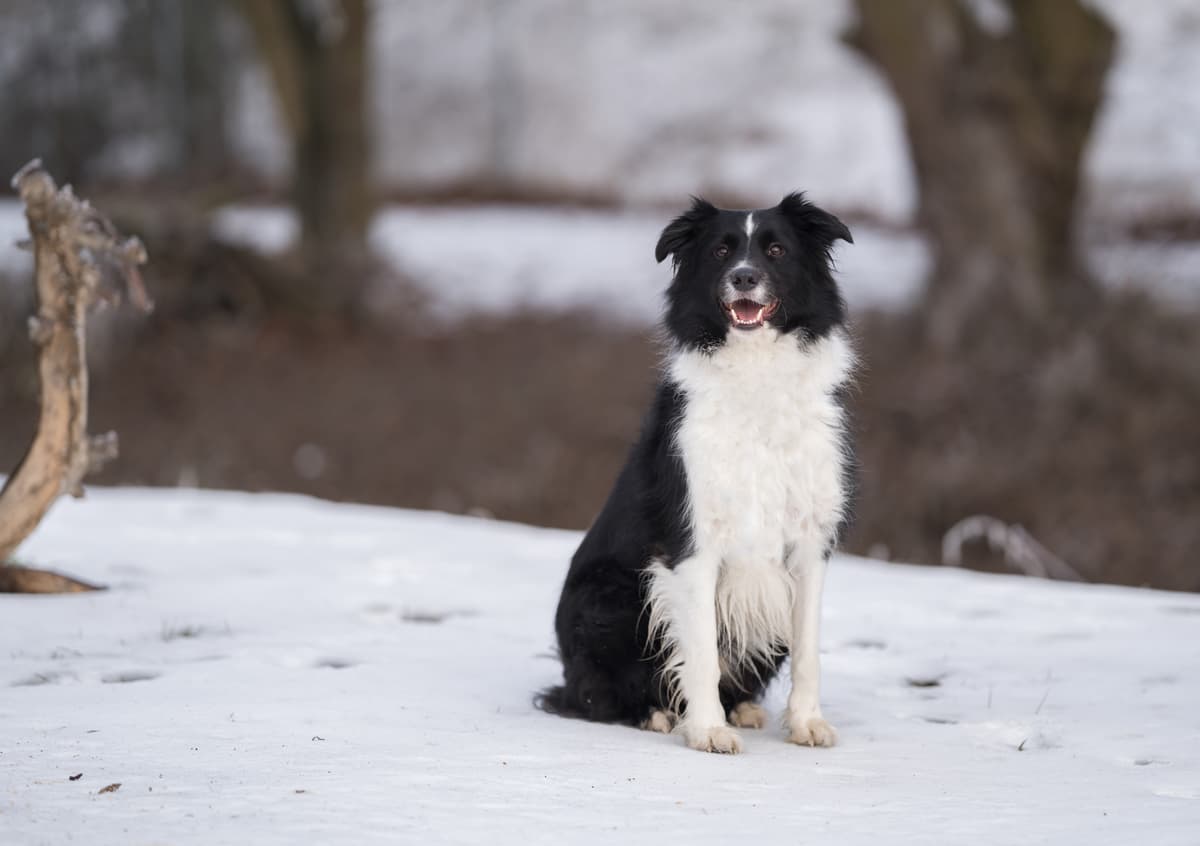 Border Collie Balu