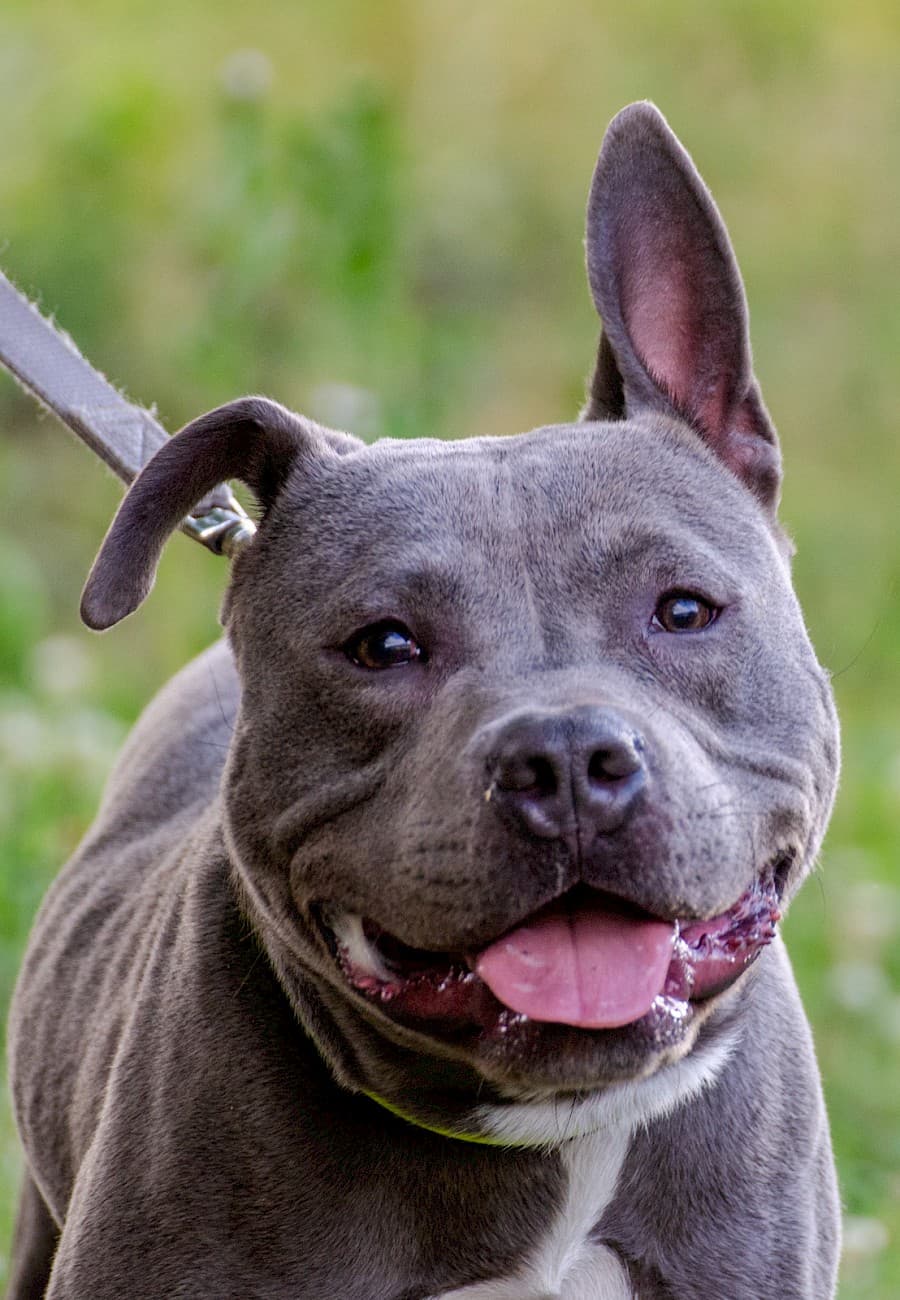 Dias - American Staffordshire Terrier - Bild 19