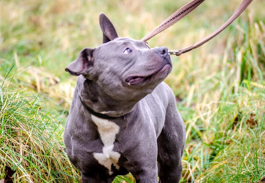 Dias - American Staffordshire Terrier - Bild 8