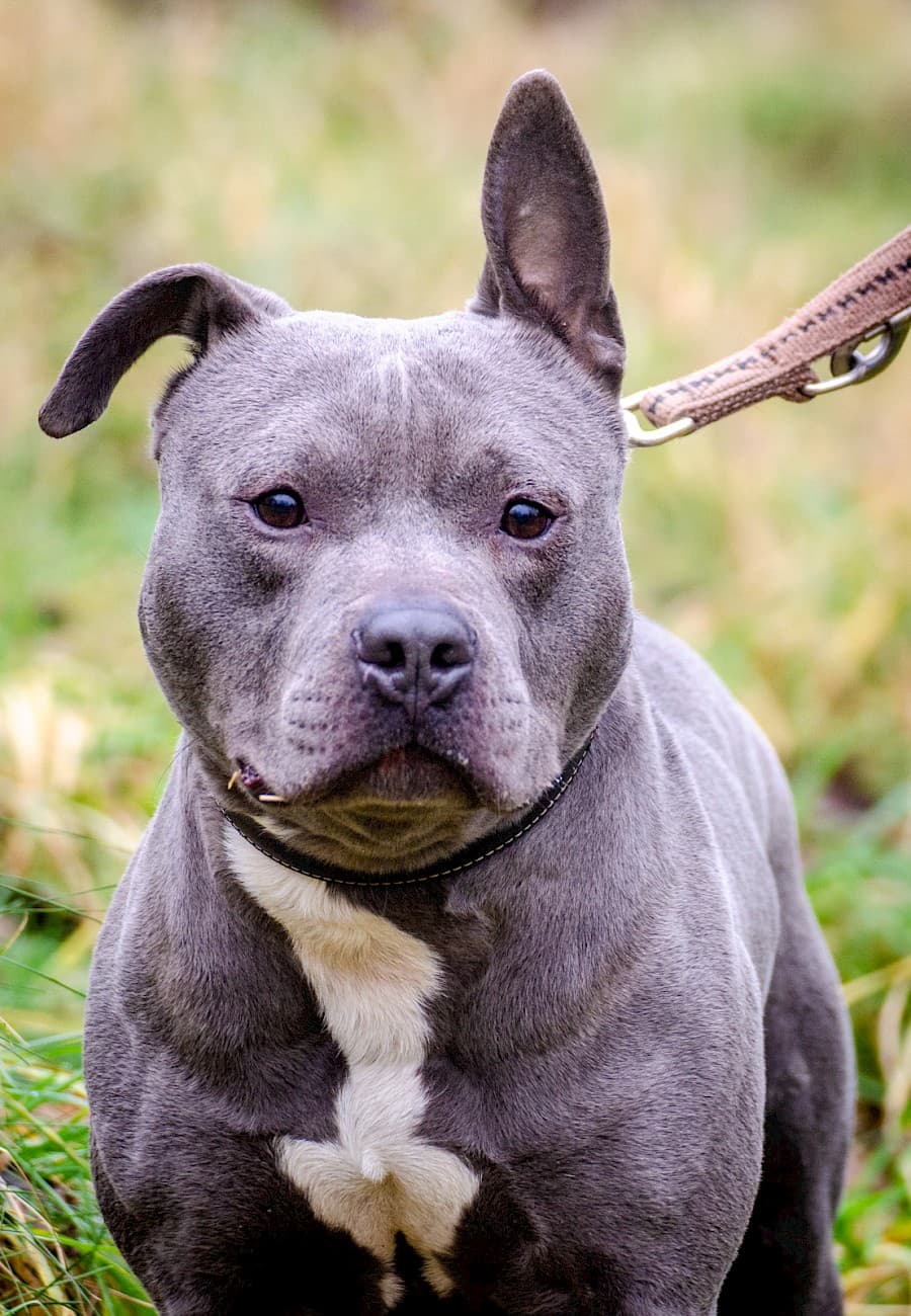 Dias - American Staffordshire Terrier - Bild 18