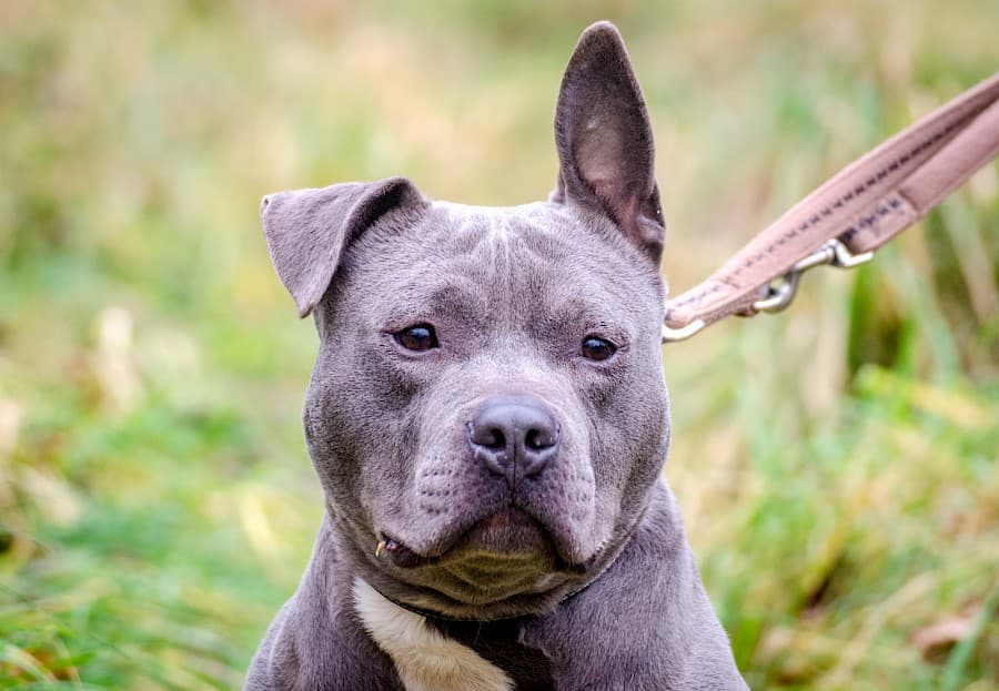 Dias - American Staffordshire Terrier - Bild 6