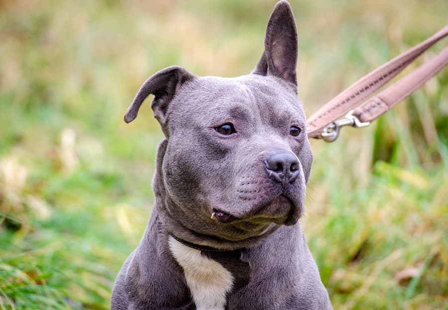 Dias - American Staffordshire Terrier - Bild 5