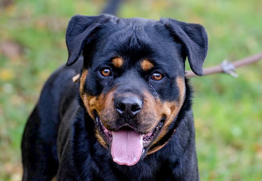 Tiger - Rottweiler - Bild 4