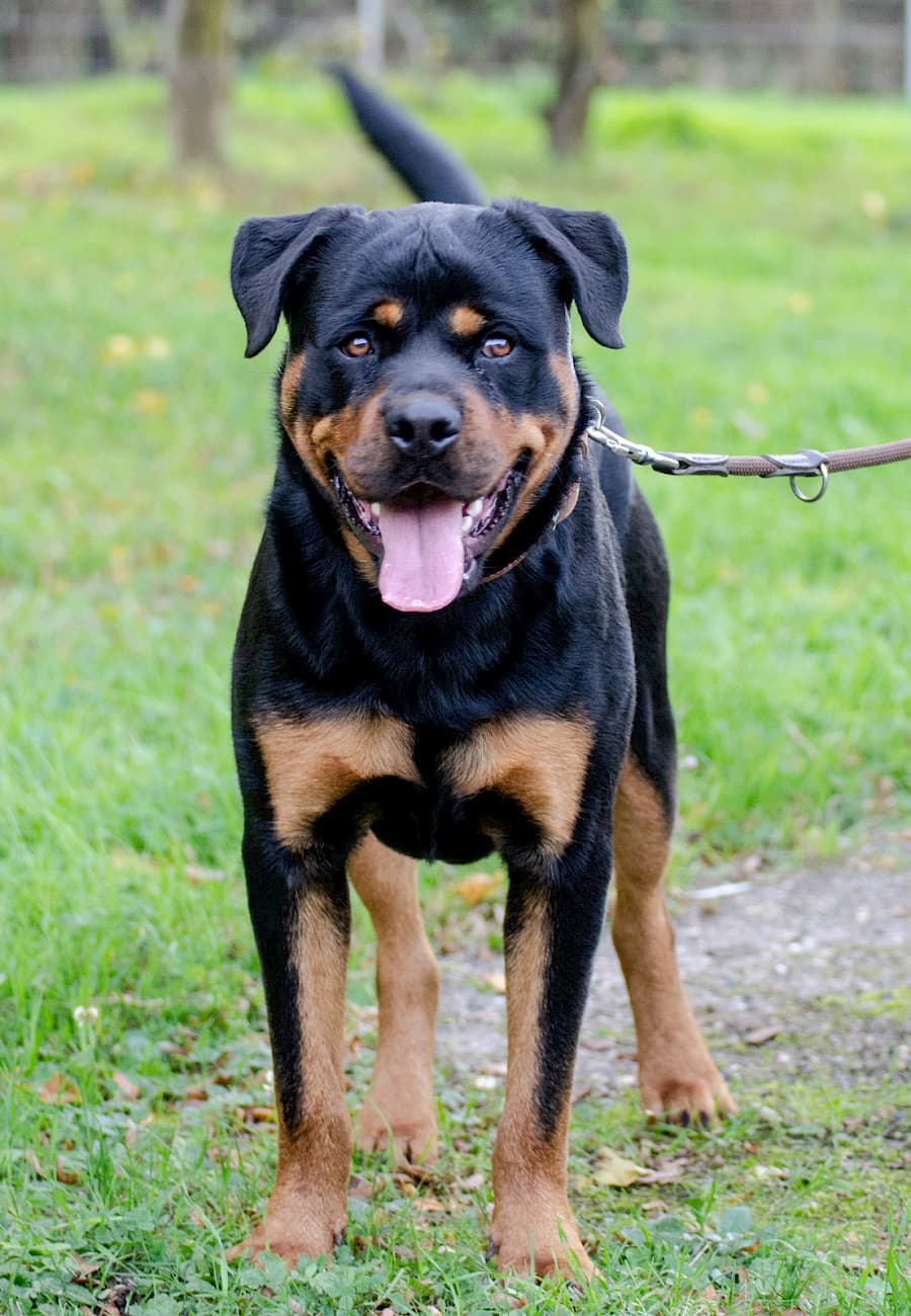 Tiger - Rottweiler - Bild 7