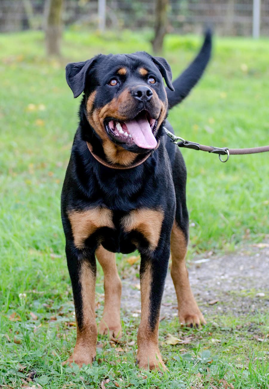 Tiger - Rottweiler - Bild 5